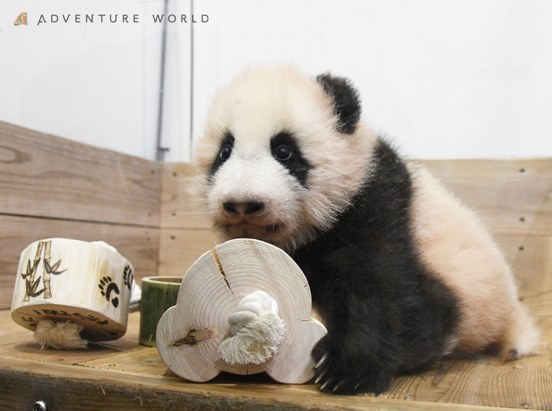 パンダの赤ちゃん一般公開 公式 南紀白浜のラブホテルは ホテル ハーバーライトまで パンダの赤ちゃん一般公開 公式 南紀白浜のラブホテルは ホテル ハーバーライトまで